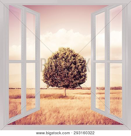 Isolated Tree In A Tuscany Wheatfield View From The Window - Concept Image