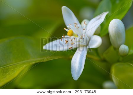 Orange Tree Blossom. Close Up Flower Photo