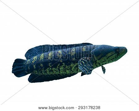 Blotched Snakehead , Forest Snakehead  On White Background.           (clipping Path)