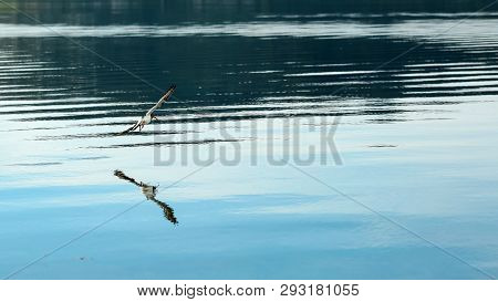 Flying Sandpiper ( Charadrii) Reflected In The Water In The Gaulosen Nature Reserve, Norway
