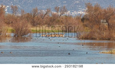Group Of Fallow Deer In A National Park On The Lake At Springtime