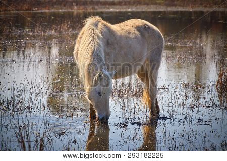 White Horse In Wetland In National Park In Spain (aiguamolls De L Emporda)