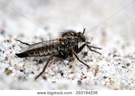 This Is A Macro Of An Insect