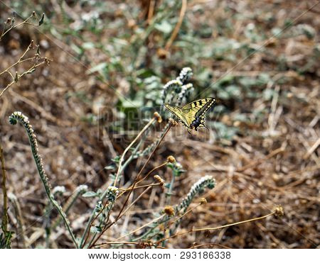 This Is A Dovetail Butterfly On Plants