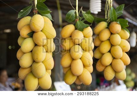 Marian Plum Or Gandaria Or Plum Mango On Stall For Sell At Local Shop In Thailand