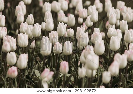 Filtered Imege Of Amazing White Tulip Flowers In A Spring Garden