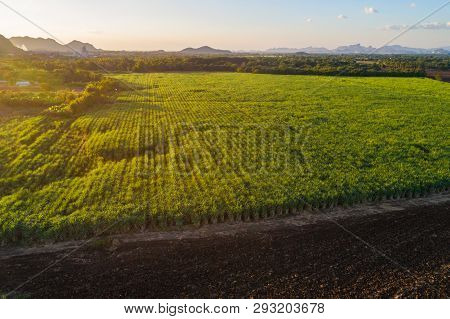 Aerial View Of Sugarcane Plantation Field With Sunset Light