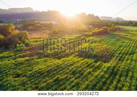 Aerial View Of Sugarcane Plantation Field With Sunset Light
