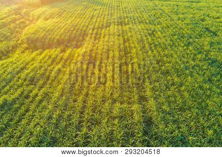 Aerial View Of Sugarcane Plantation Field With Sunset Light