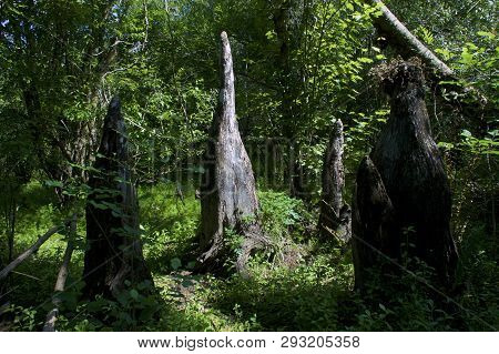 A Collection Of Bald Cypress Knees In Middle Of Dry Wetland In Golden Gate, Naples, Florida In Sprin