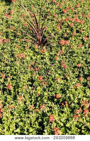 Flowering Geraniums In A Spring Flower Market