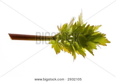 frische Liebstöckel