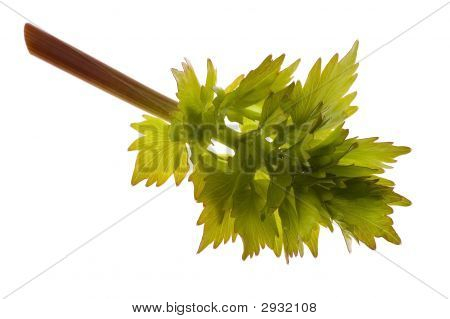 frische Liebstöckel