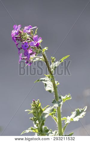 Lunaria Annua  Wildflower In The Forest