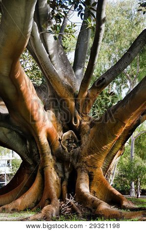 hundertjÃ¤hrige Baum mit groÃŸem Kofferraum und groÃŸe Wurzeln Ã¼ber dem Boden