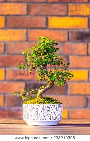 Bonsai (carpinus Tree) In The White Pot Is Placed On Brown Brick Background. Small Zen Tree With Gre
