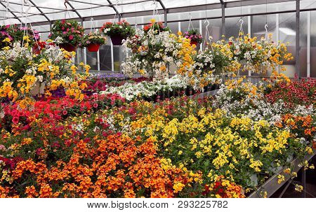 Greenhouse With Flower Pots Blossomed In Wholesale