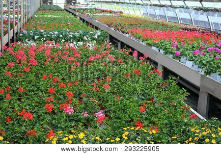 Many Geranium Flowers For Sale In The Greenhouse Shop