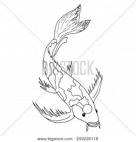 Koi Carp. Fish Monochrome Design Element Object Isolated Stock Vector Illustration For Web, For Prin