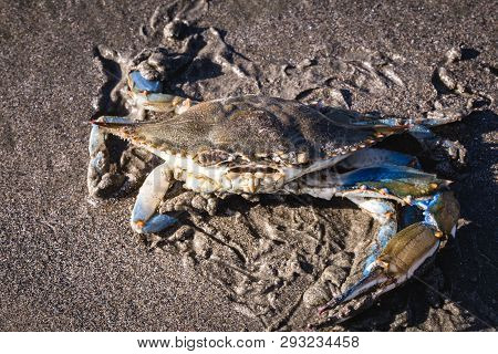 Blue Crab Photographed On The Beach, Crustacean Photo In High Resolution.