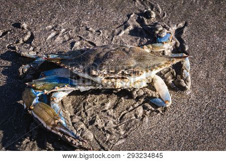 Blue Crab Photographed On The Beach, Crustacean Photo In High Resolution.