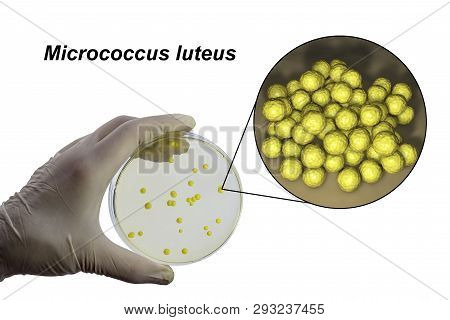 Colonies Of Micrococcus Luteus Bacteria On Agar Plate And Close Up View Of Micrococci Bacteria, Phot