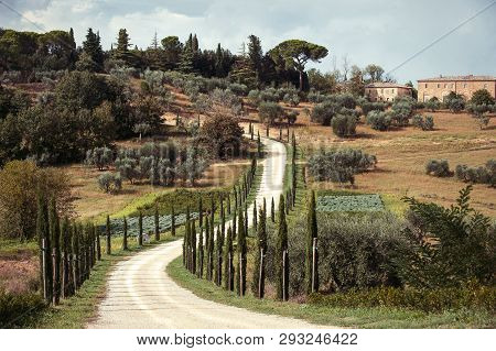 Spectacular Magical Tuscany Lane Of Italian Evergreen Cypress With Walkway. Outdoors Horizontal Fall