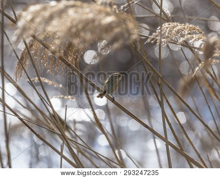 A Beautiful Common Chiffchaff (phylloscopus Collybita) Perched On Canes