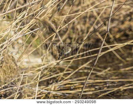 A Beautiful Common Chiffchaff (phylloscopus Collybita) Perched On Canes