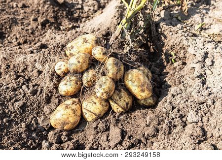 Freshly Dug Organic Potatoes Of New Harvest And At The Potatoes Plantation. Potato Harvest On The Fi