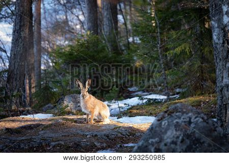 Lepus Europaeus In The Forest At Springtime