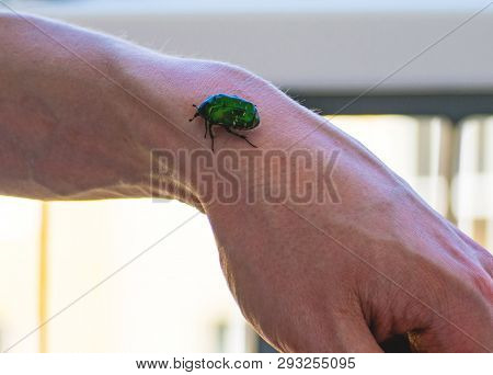 Beautiful Green Cockchafer On Mans Hand. Maybug.