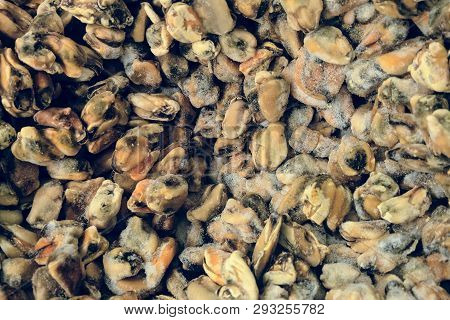 Frozen Raw Natural Mussels Background In Market. Top View.