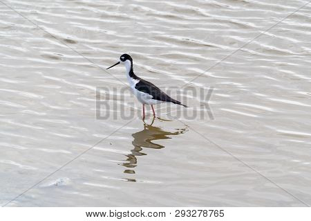 A Black-necked Stilt Bird Fishes For Food, Walking In The Water Of The Salton Sea Of California