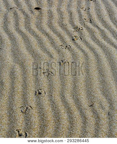 Background of wind driven rippled sand on a Florida beach with shore bird footprints.