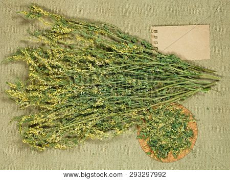 Melilot. Dry Herbs For Use In Alternative Medicine, Phytotherapy, Spa, Herbal Cosmetics. Preparing I