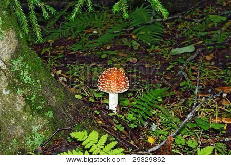 Mushroms ในป่า