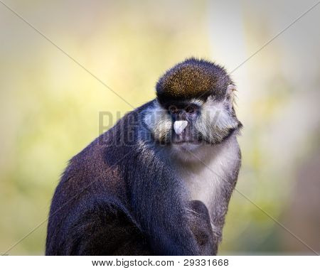 Schmidt's Spot-nosed Guenon