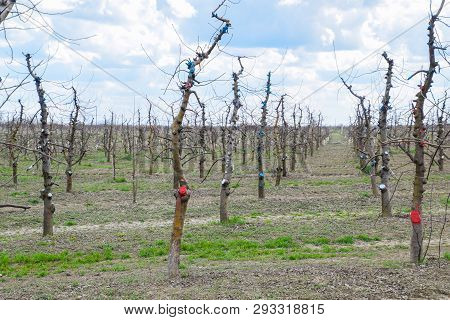 Apple Trees In The Garden, Pruning Apple Trees, Protecting Cut Branches With Paint Coating.