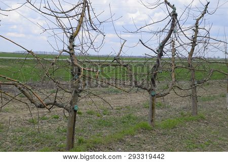 Apple Trees In The Garden, Pruning Apple Trees, Protecting Cut Branches With Paint Coating.