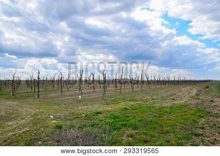 Apple Trees In The Garden, Pruning Apple Trees, Protecting Cut Branches With Paint Coating.