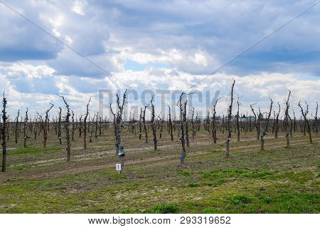 Apple Trees In The Garden, Pruning Apple Trees, Protecting Cut Branches With Paint Coating.