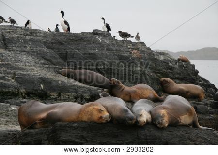 Sealions e cormorani