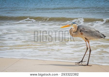 A Great Blue Heron In Perdido Key State Park, Florida