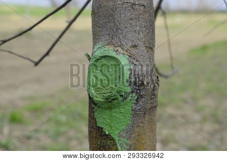 Apple Trees In The Garden, Pruning Apple Trees, Protecting Cut Branches With Paint Coating.