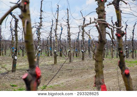 Apple Trees In The Garden, Pruning Apple Trees, Protecting Cut Branches With Paint Coating.