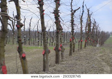 Apple Trees In The Garden, Pruning Apple Trees, Protecting Cut Branches With Paint Coating.
