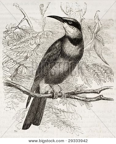 Duha Bee-eater staré ilustrace (Meropa ornatus). Vytvořil Kretschmer a Jahrmargt, publikované 