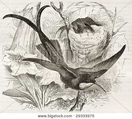 Rotnacken-Topaskolibri alte Abbildung (Topaza Pella). erstellt von Kretschmer, veröffentlicht am Merveilles De la 