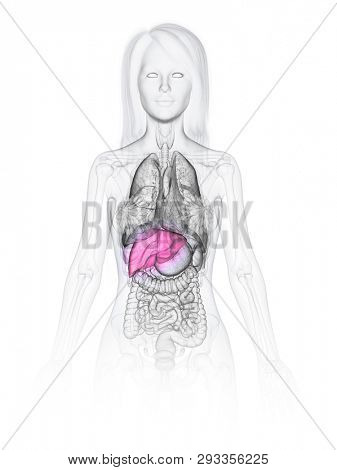 3d rendered medically accurate illustration of a womans liver